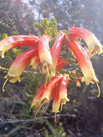 Erica discolor flower tubes not so smooth